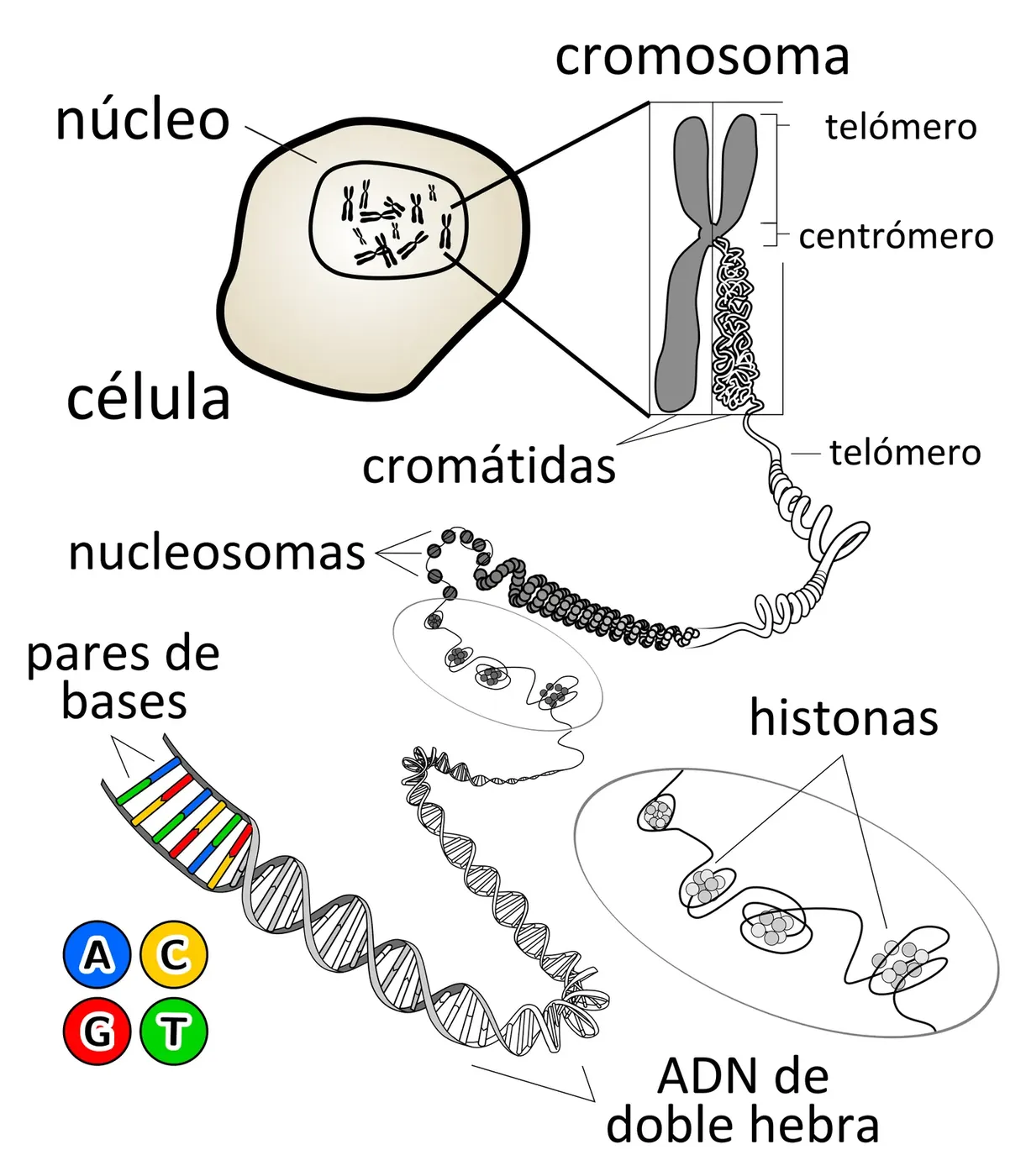 Se descubre la estructura del ADN